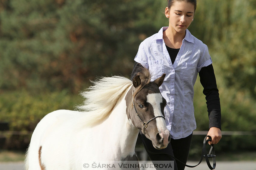 Výstava minihorse 