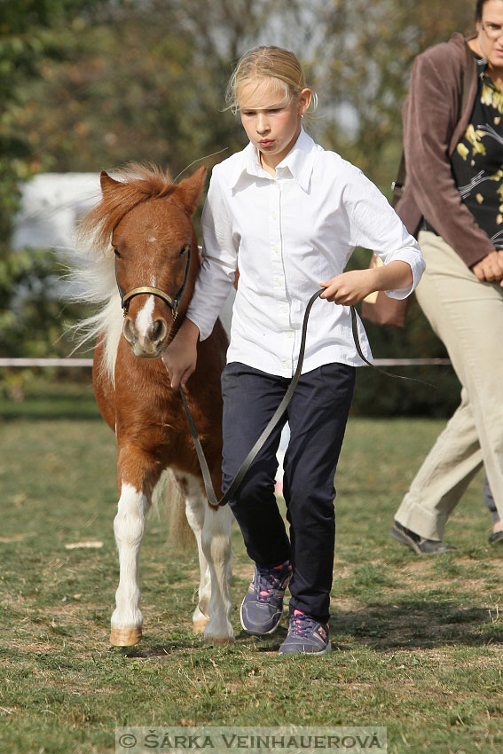 Výstava minihorse 