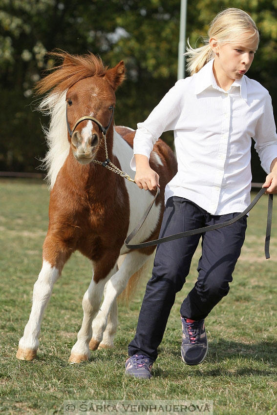 Výstava minihorse 