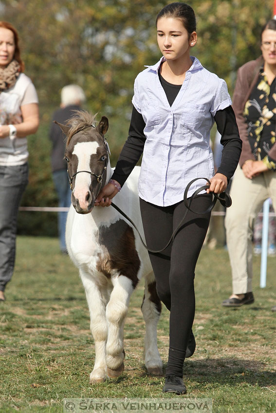 Výstava minihorse 