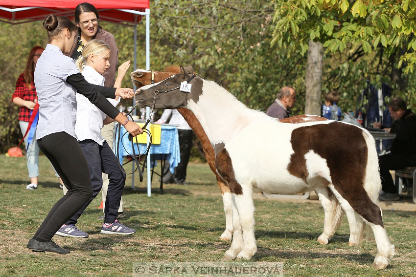 Výstava minihorse 