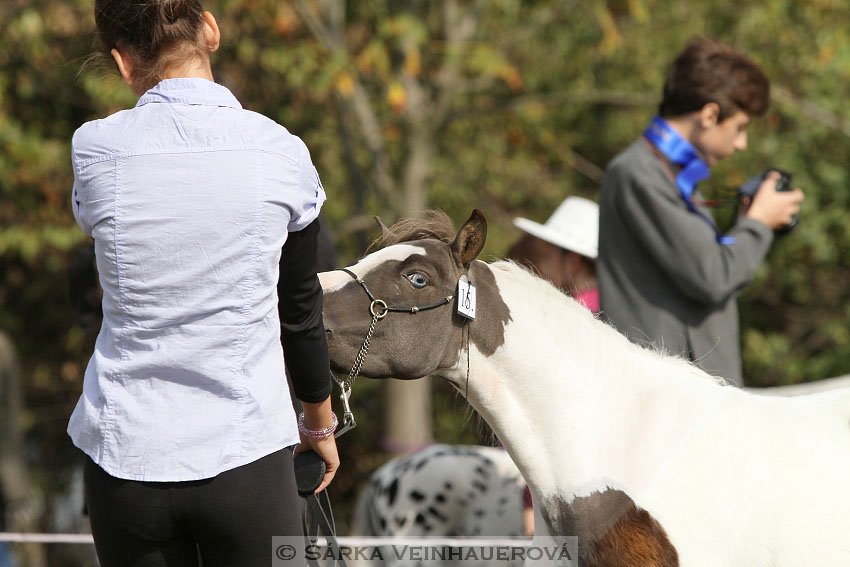 Výstava minihorse 