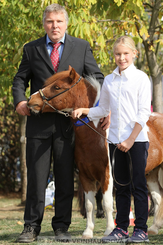 Výstava minihorse 