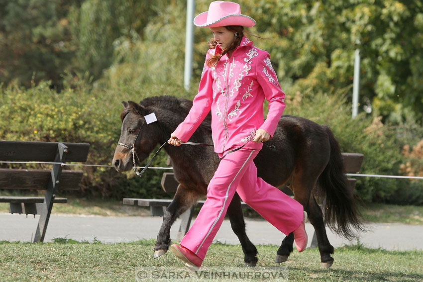 Výstava minihorse 