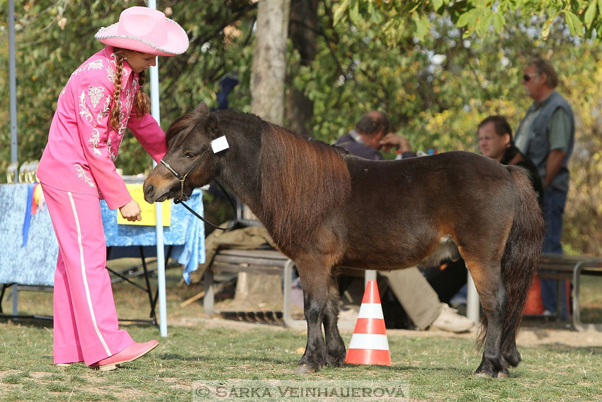 Výstava minihorse 