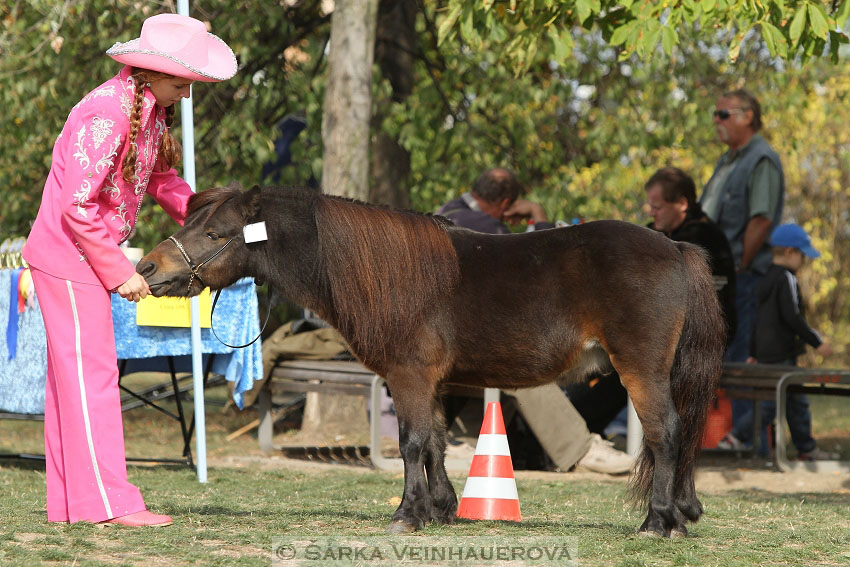 Výstava minihorse 