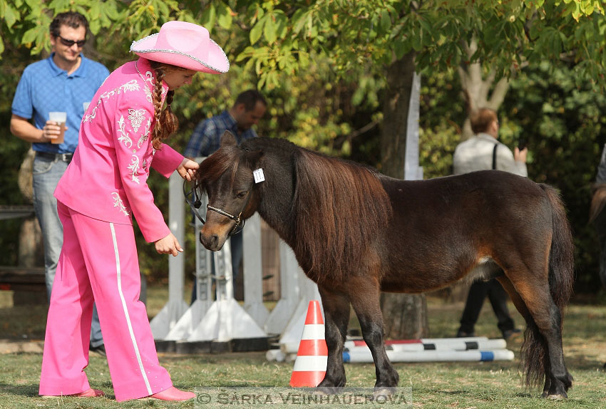 Výstava minihorse 