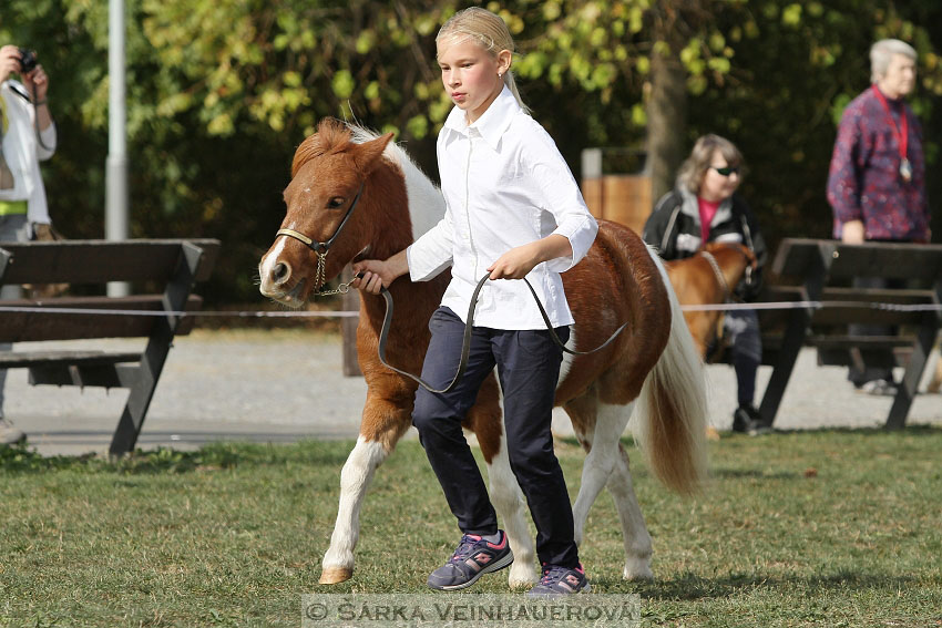 Výstava minihorse 