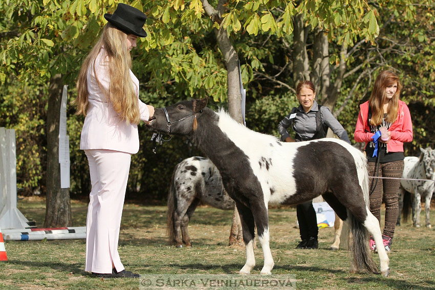 Výstava minihorse 