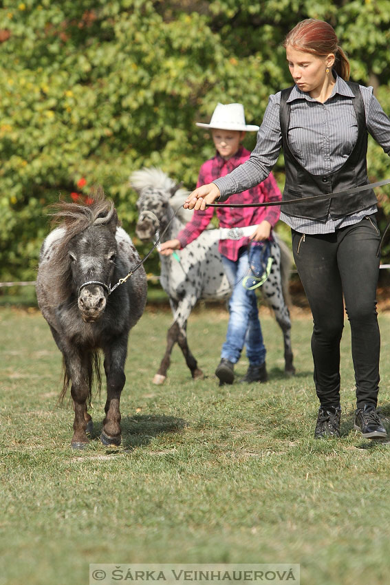 Výstava minihorse 