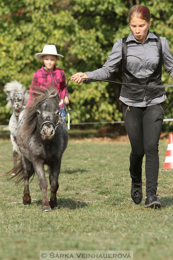 Výstava minihorse 