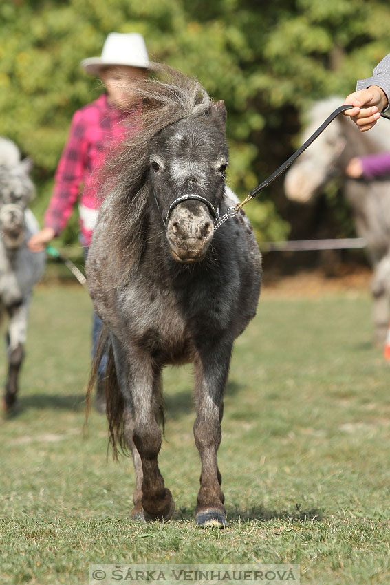 Výstava minihorse 