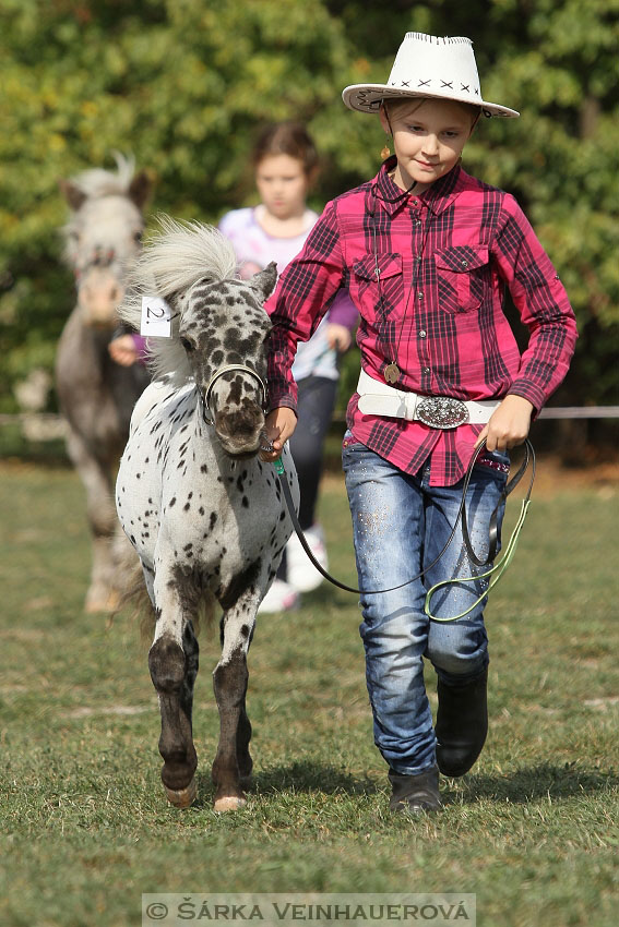 Výstava minihorse 