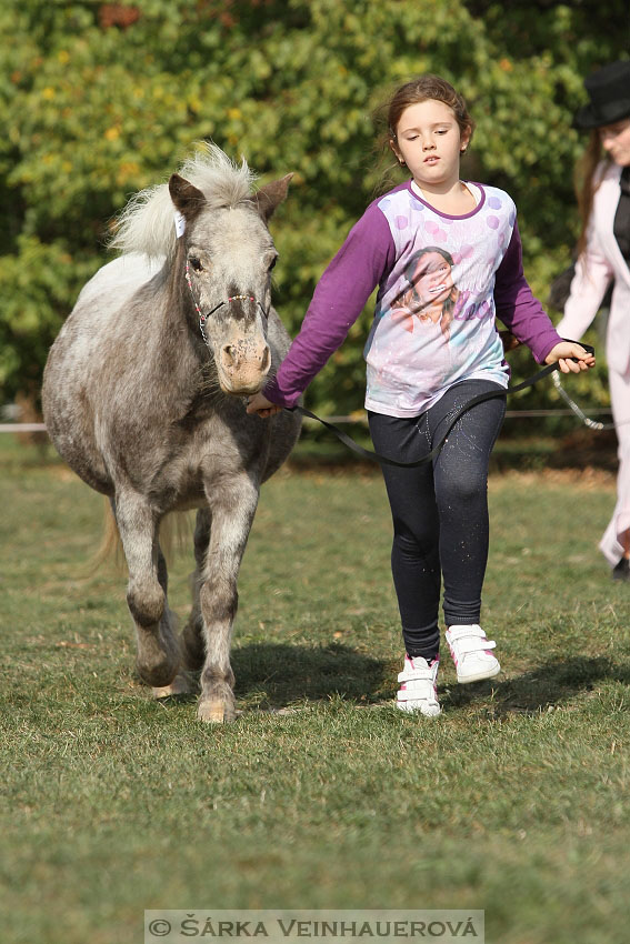 Výstava minihorse 