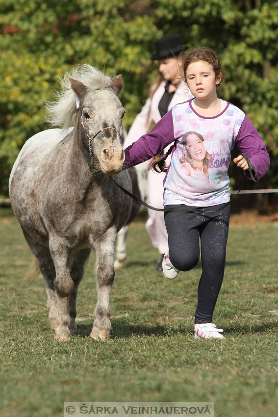 Výstava minihorse 