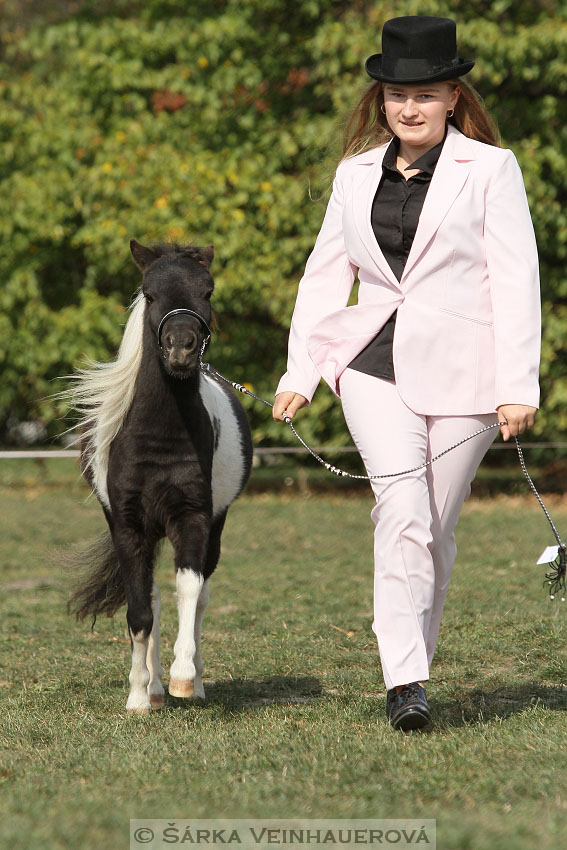 Výstava minihorse 