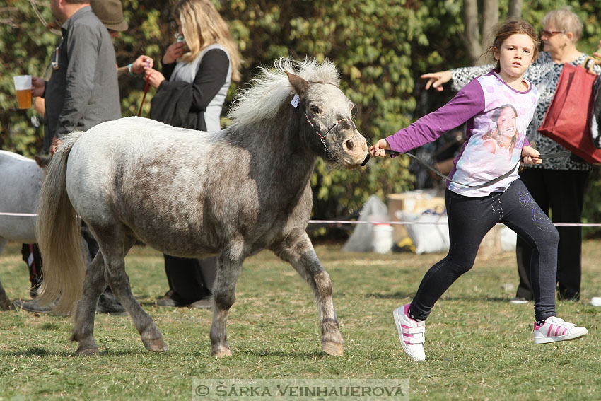 Výstava minihorse 