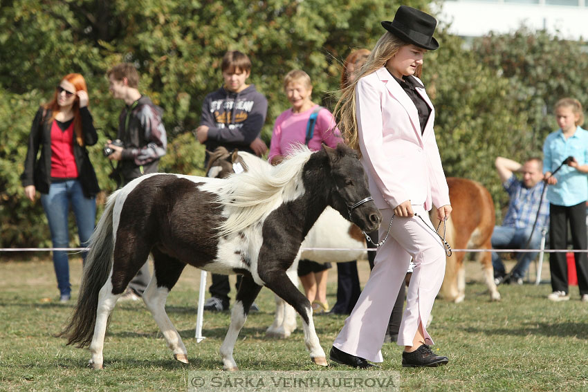 Výstava minihorse 