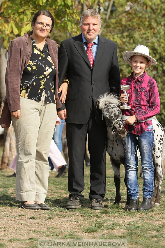 Výstava minihorse 