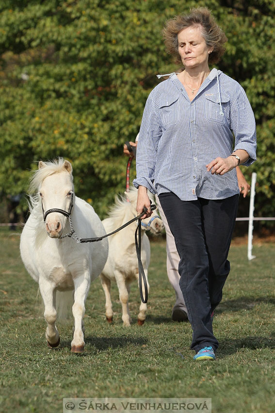 Výstava minihorse 