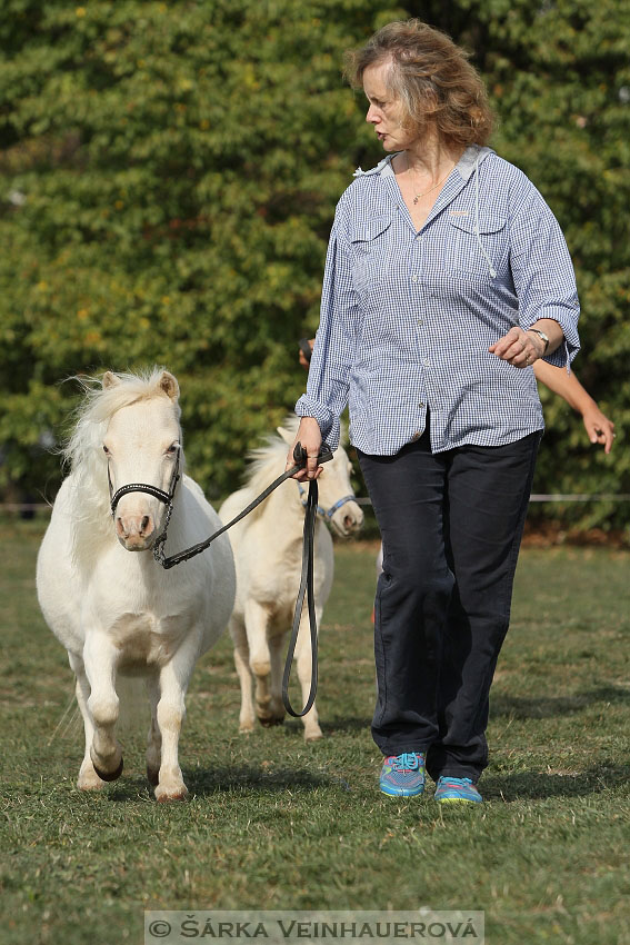 Výstava minihorse 