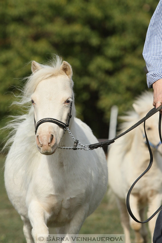 Výstava minihorse 