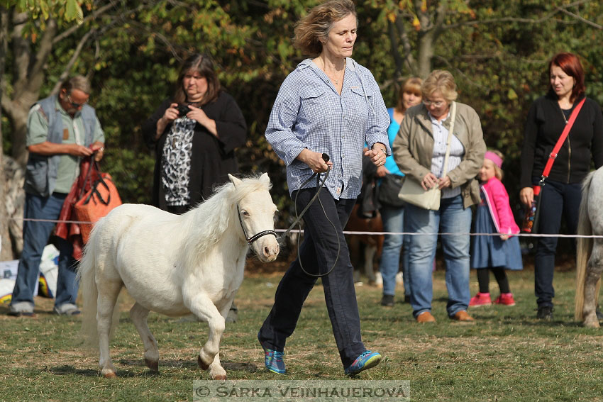 Výstava minihorse 