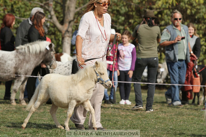 Výstava minihorse 