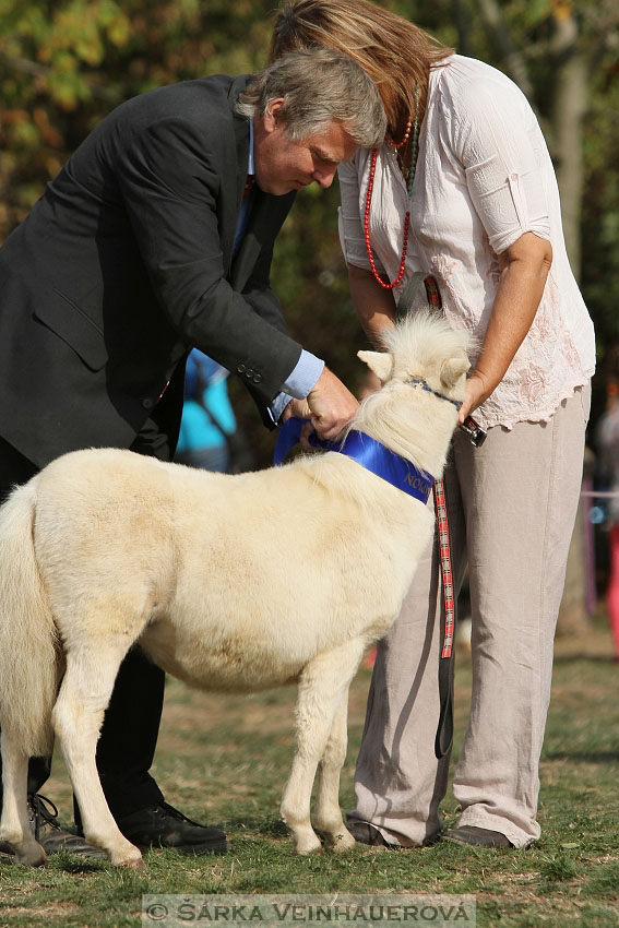 Výstava minihorse 