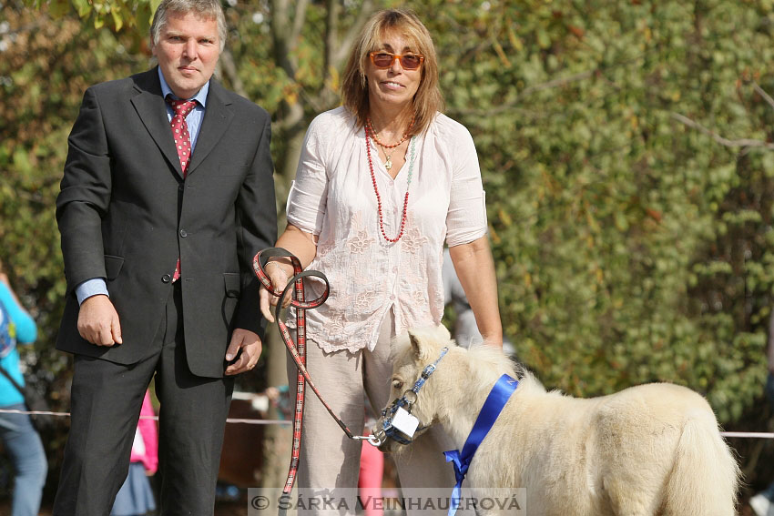 Výstava minihorse 