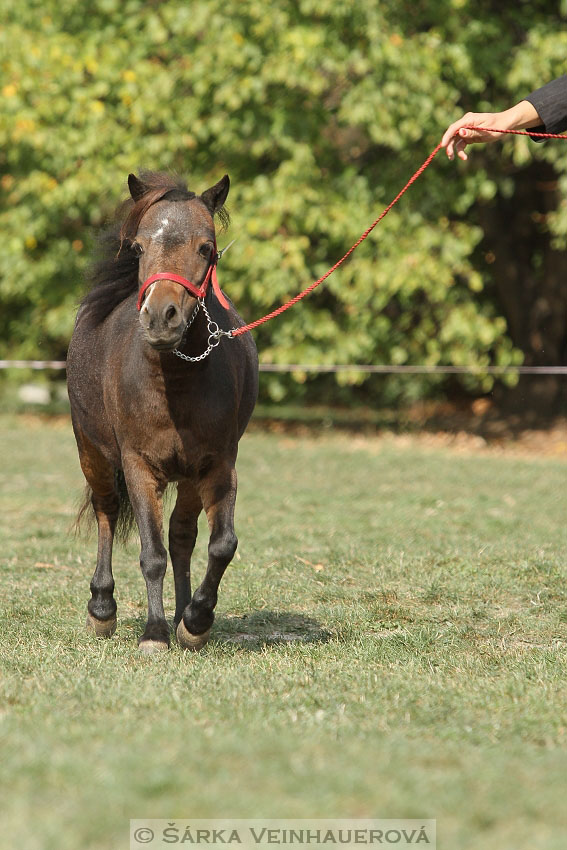 Výstava minihorse 