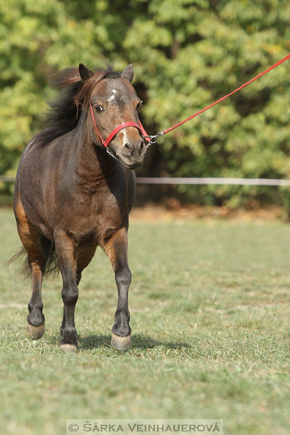 Výstava minihorse 