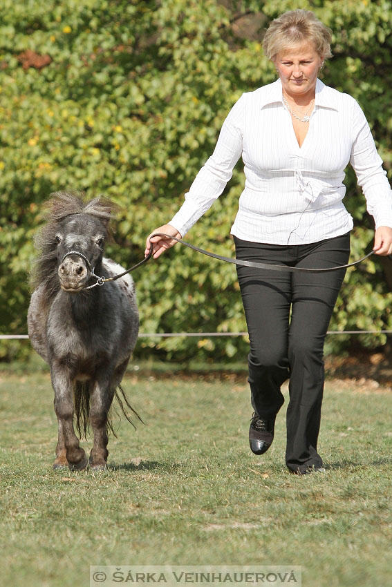 Výstava minihorse 