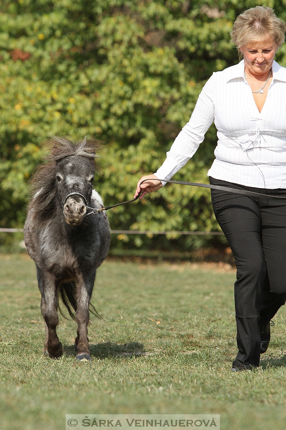 Výstava minihorse 