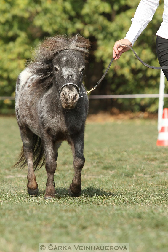 Výstava minihorse 