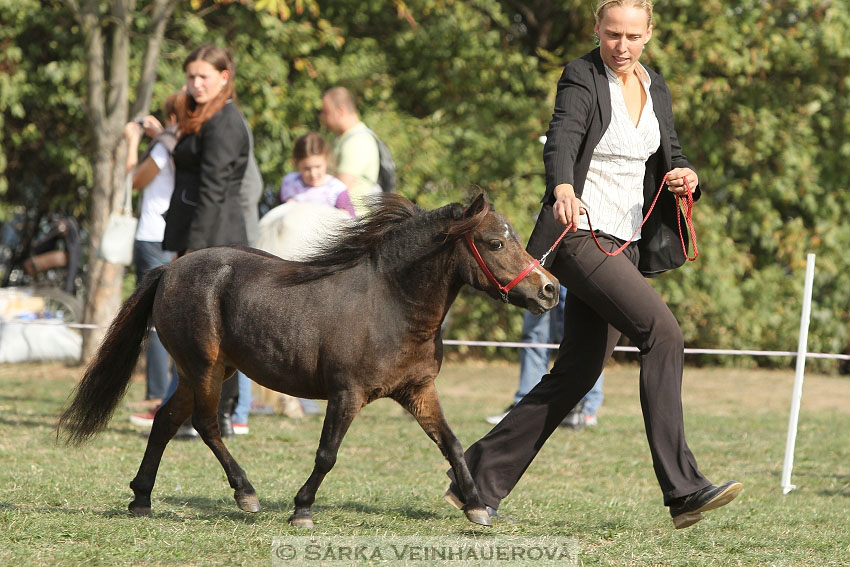 Výstava minihorse 