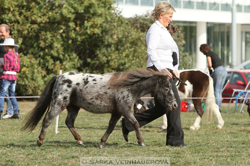 Výstava minihorse 