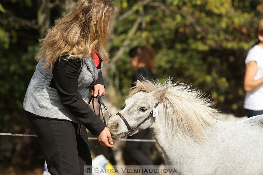 Výstava minihorse 