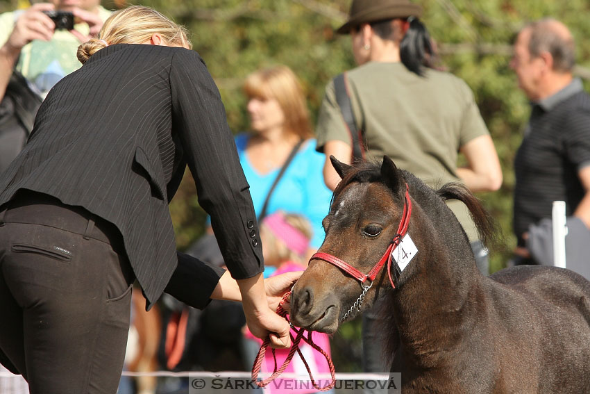 Výstava minihorse 