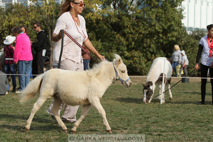 Výstava minihorse 