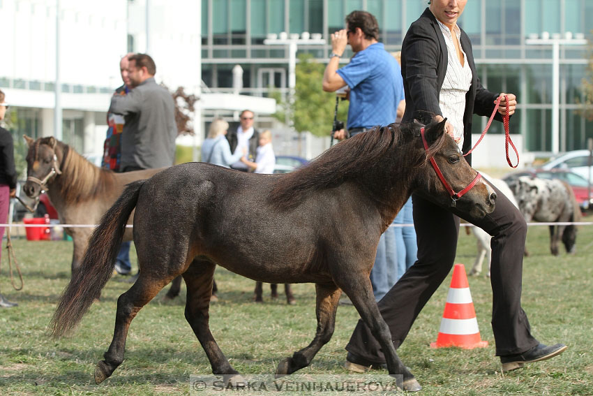 Výstava minihorse 