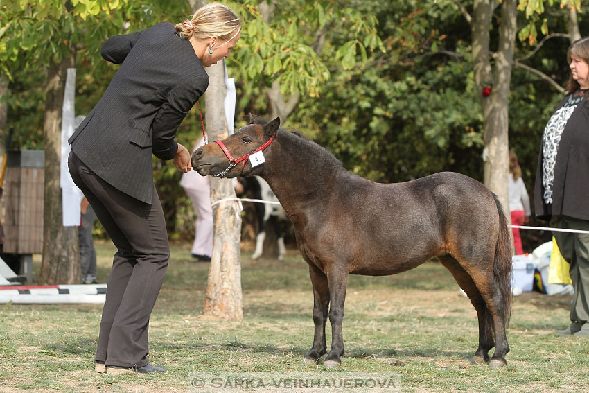 Výstava minihorse 