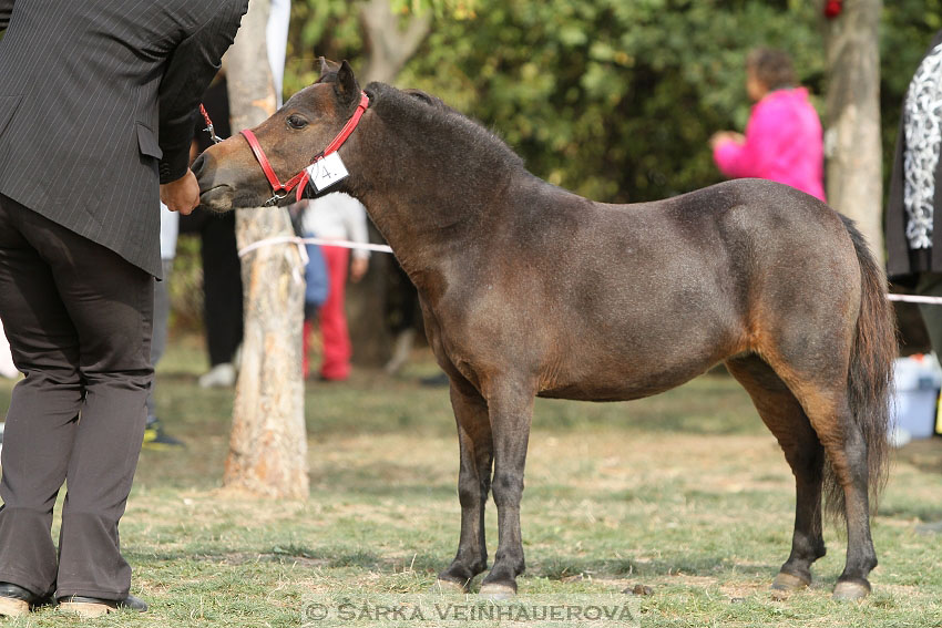 Výstava minihorse 