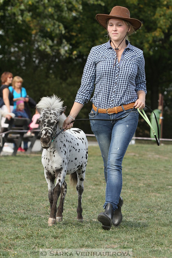 Výstava minihorse 