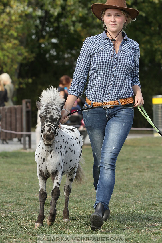 Výstava minihorse 