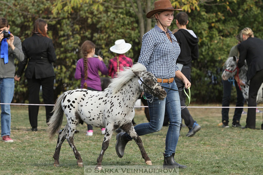 Výstava minihorse 