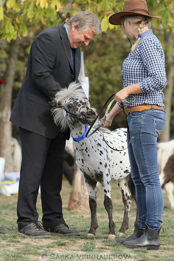 Výstava minihorse 