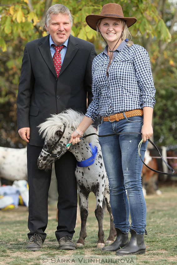 Výstava minihorse 