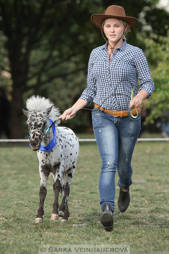 Výstava minihorse 