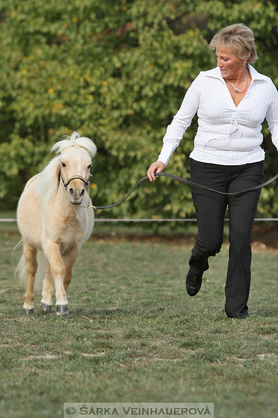 Výstava minihorse 